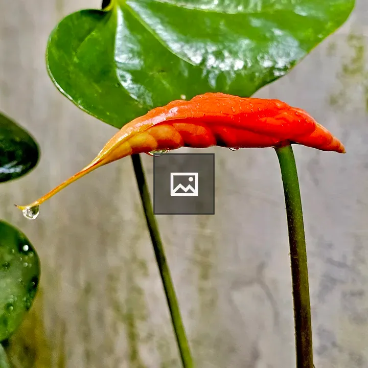 Anthurium flower bud after rain