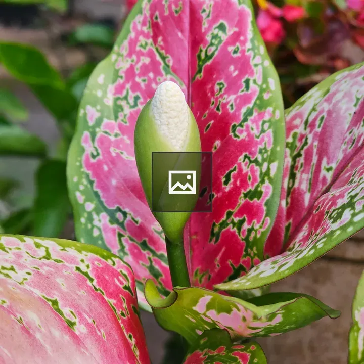 Decorative flower bud