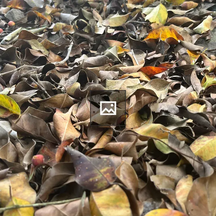 Ground Cover of Fallen Leaves