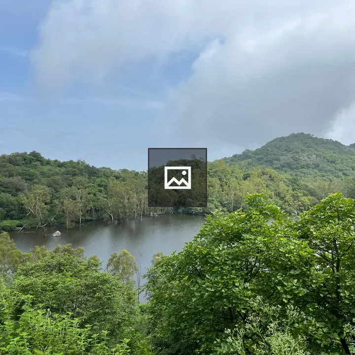 Forest View from Above
