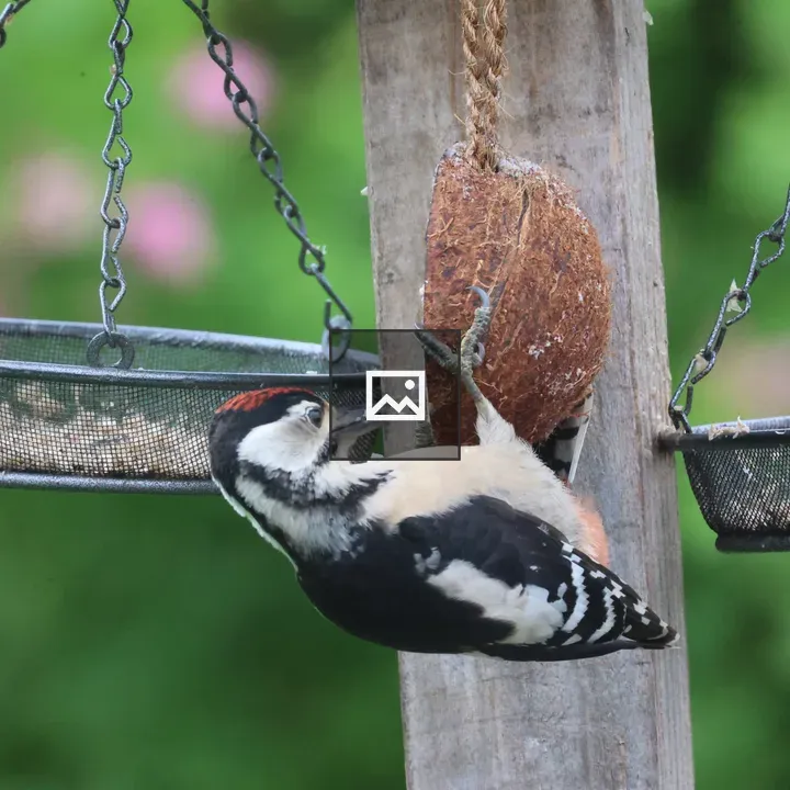 Greater Spotted Woodpecker juvenile
