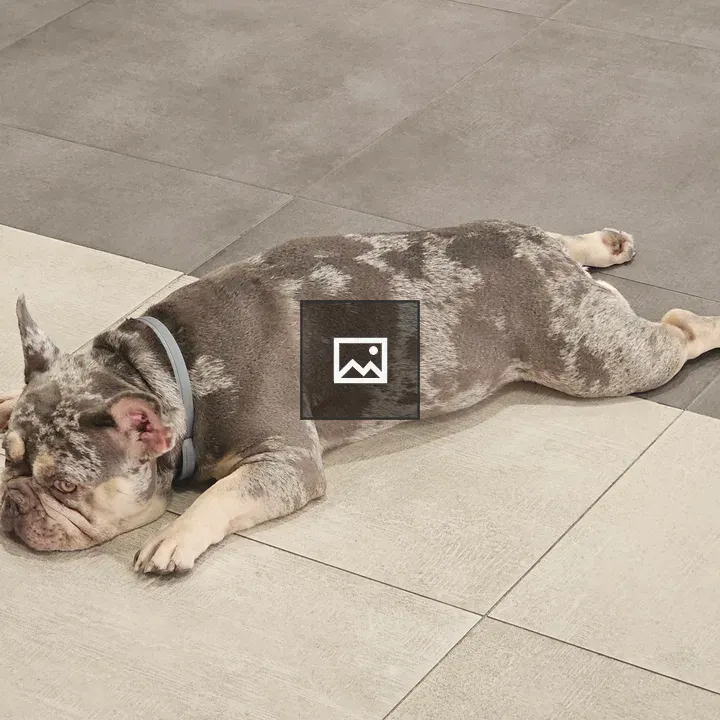 French Bulldog on Tiled Floor