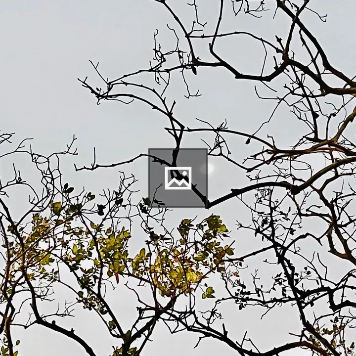 Moon over mangrove branches