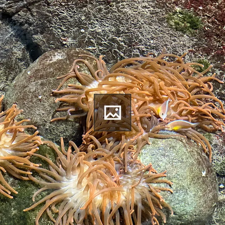 Sea anemone in aquarium