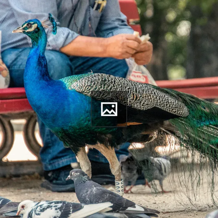 Peacock Being Fed