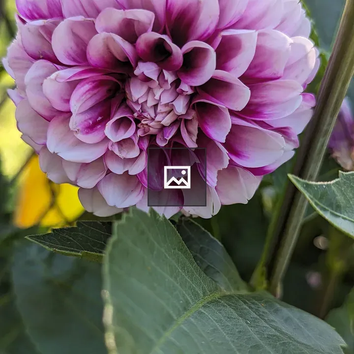 Purple Dahlia with Leaf