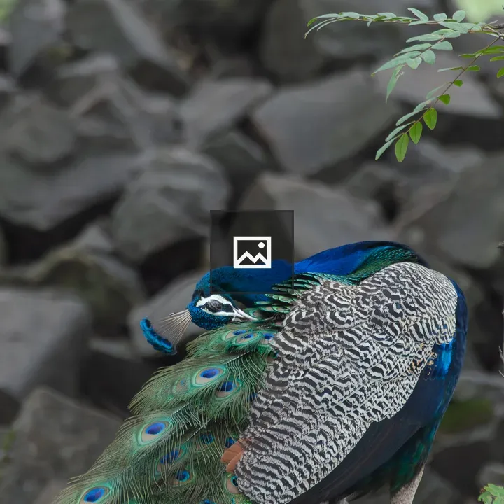 Peacock Among Rocks and Foliage