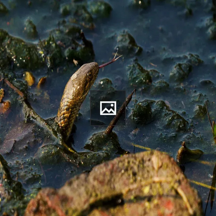 Snake head at water edge