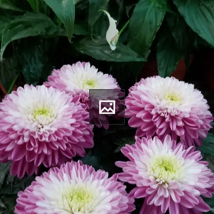 Guldaudi Flowers