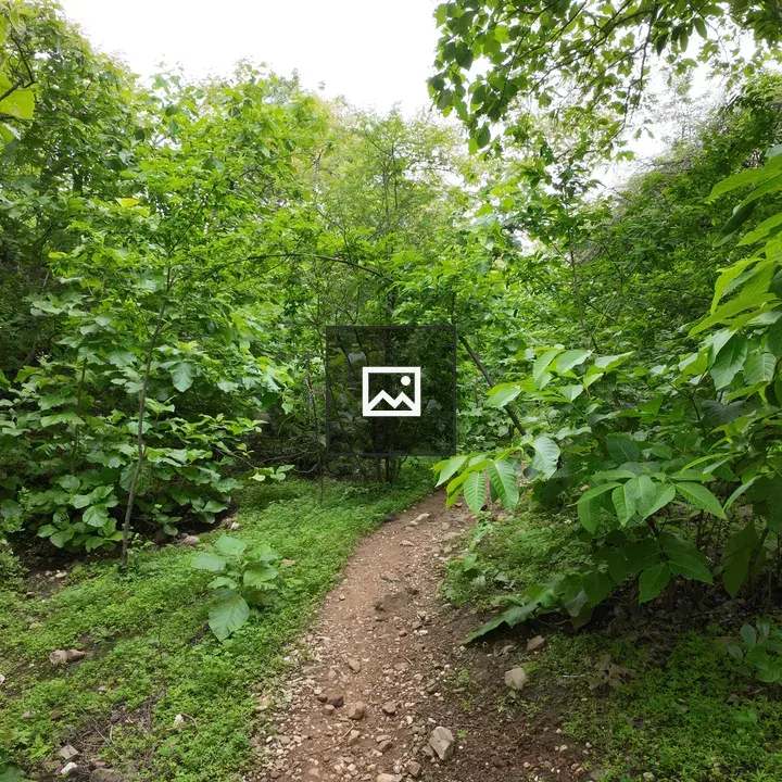 Dirt Path Through Green Vegetation