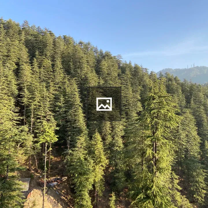 Forest on hilltop