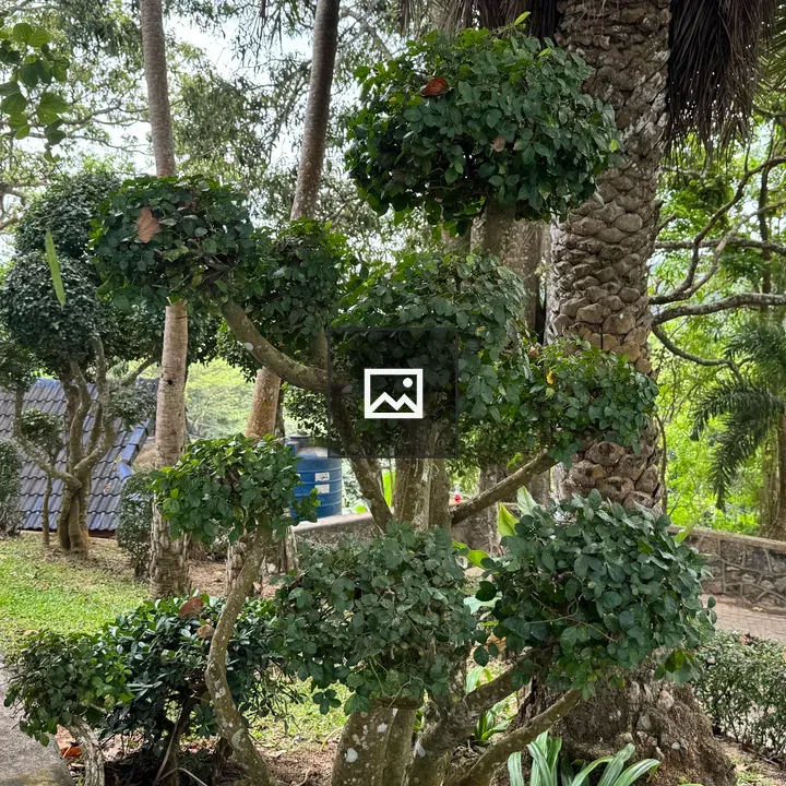 Neatly trimmed round green bushes