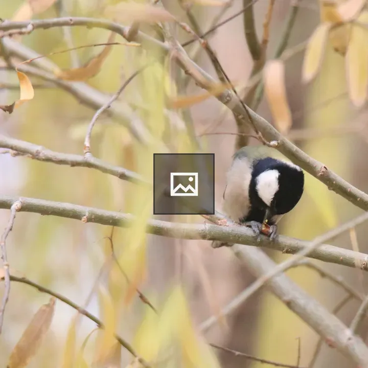Cinereous Tit on Willow Branch