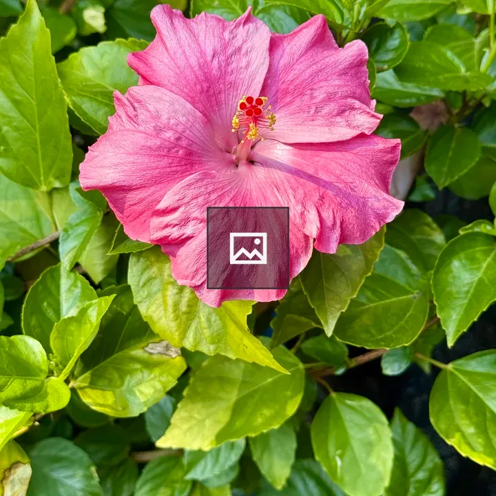 Pink Hibiscus in Bloom