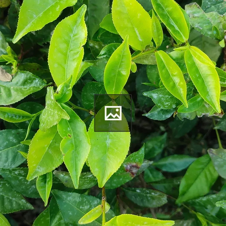 Top-Down Tea Leaves Close-Up