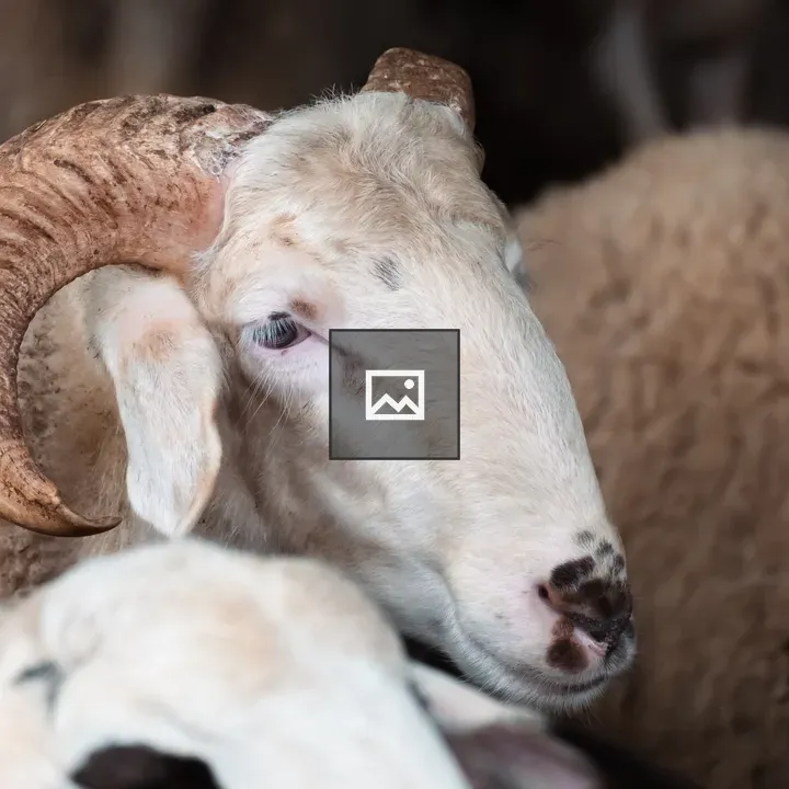 Close-up Sheep Face
