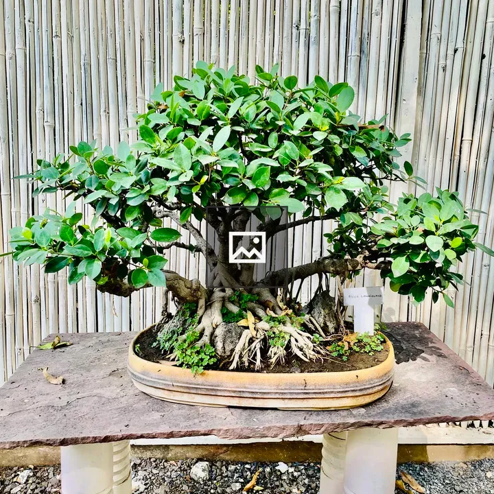 Ficus Microcarpa Long Island Bonsai