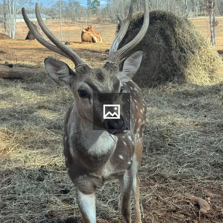 Deer with Antlers in Field