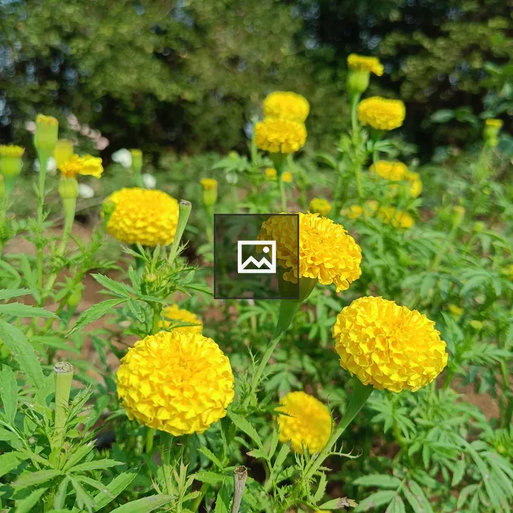 Marigold field in bloom