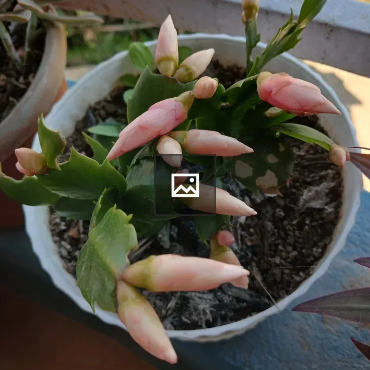 Potted plant with pale pink buds