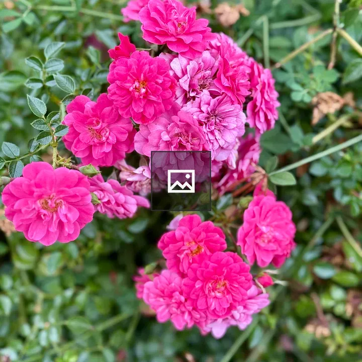 Miniature pink roses cluster