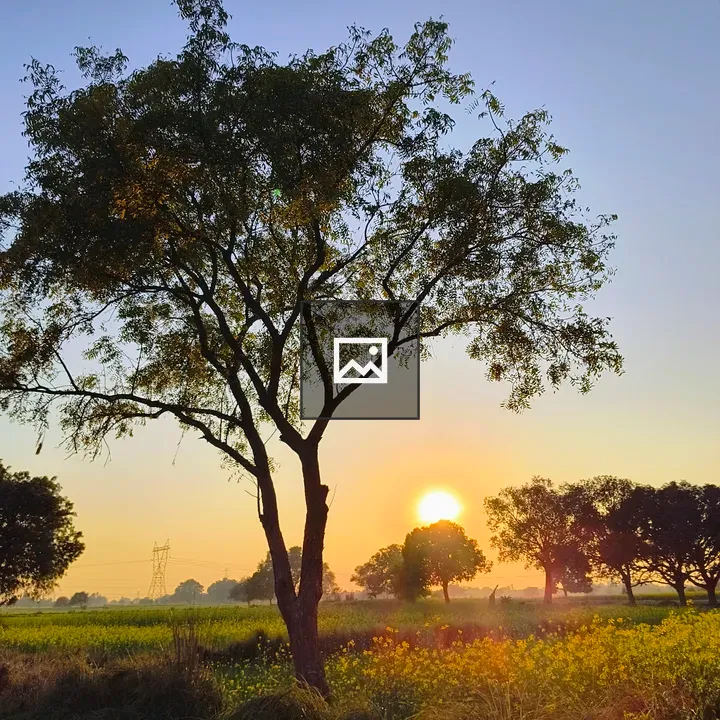 Solitary Tree at Sunset