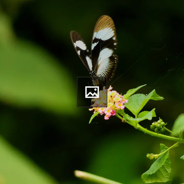 Butterfly on pink flowers