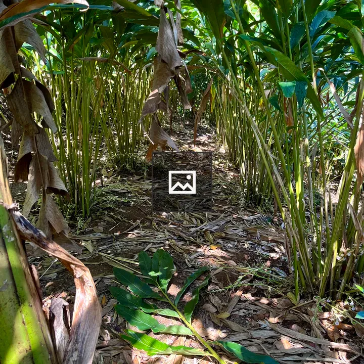 Cardamom Plantation Rows