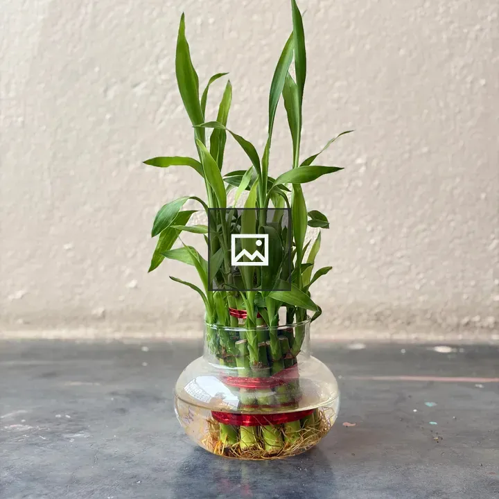 Green bamboo shoots in vase