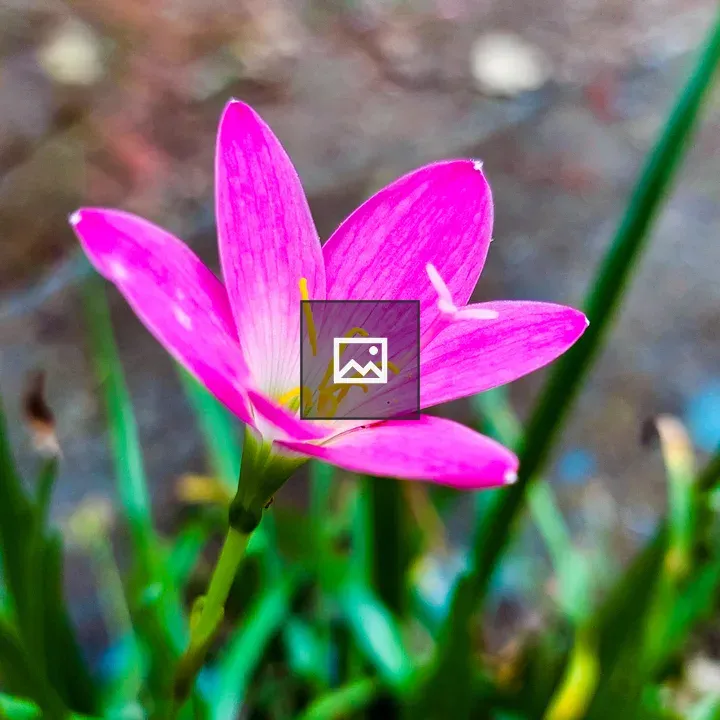 The Flower