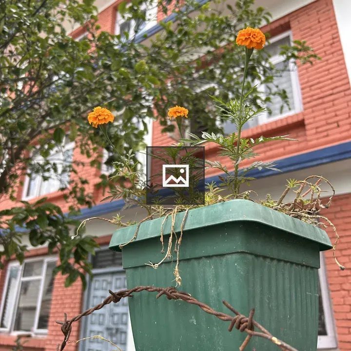 Green potted plant with orange marigolds