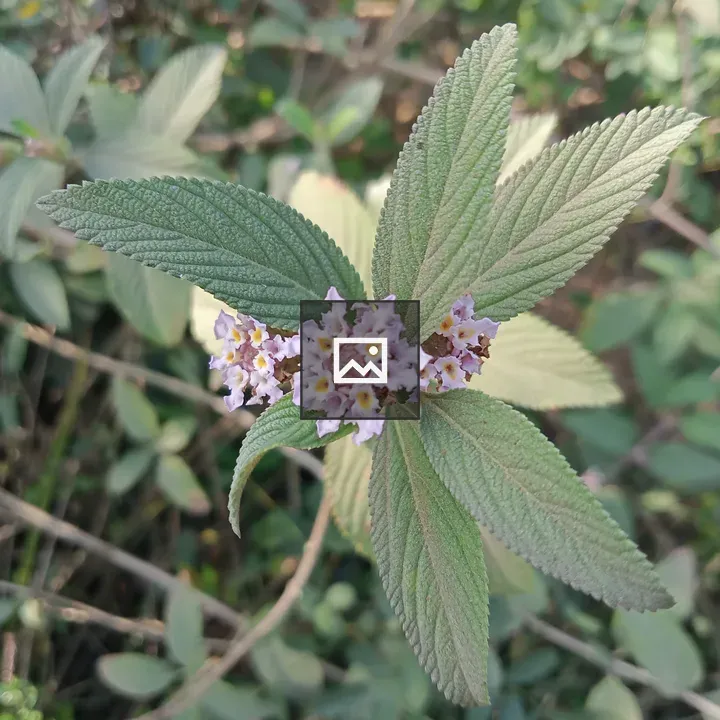 Close-up of flowering plant leaves