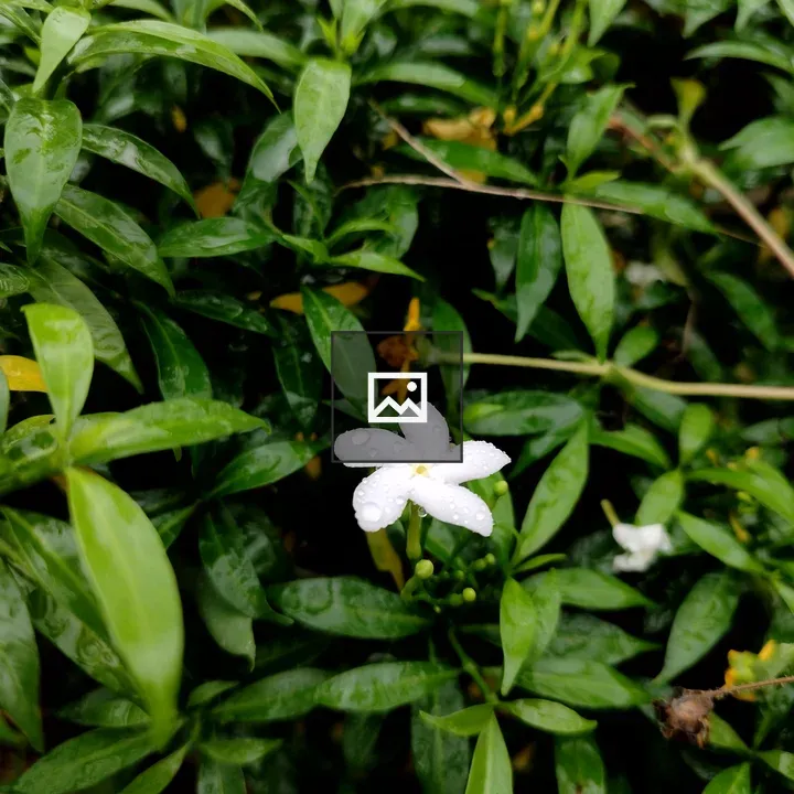 Small white flower with droplets