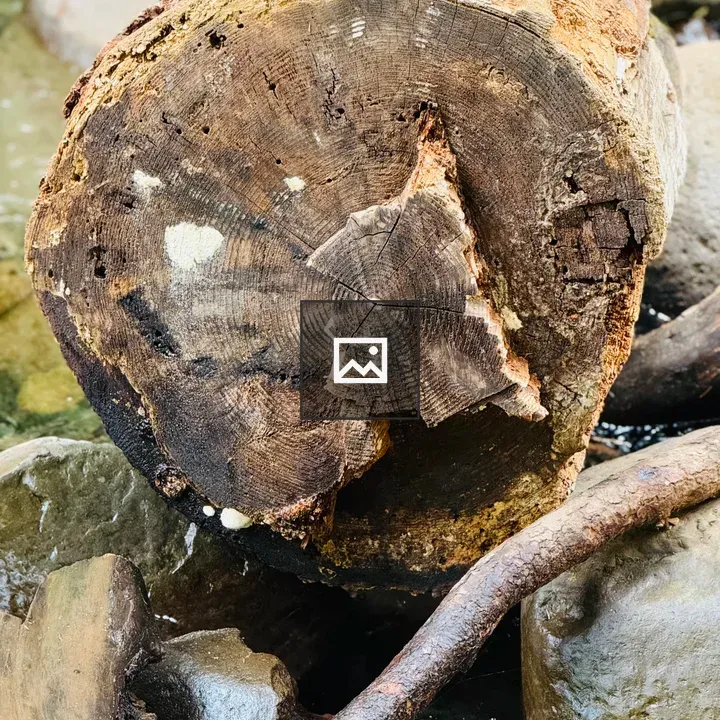 Tree trunk with age rings