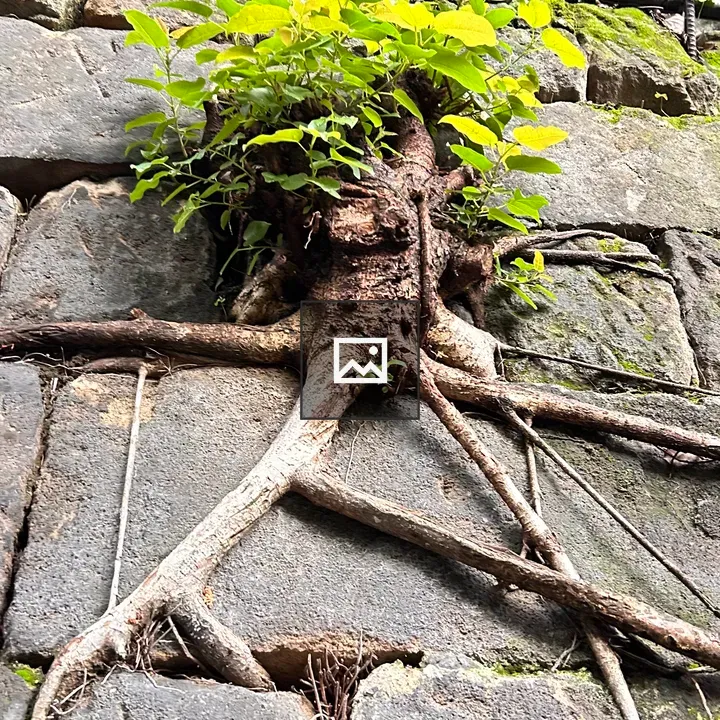 Rocky Wall Roots and Greenery
