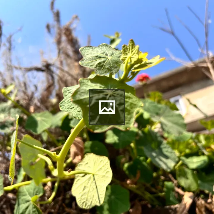 Green leaves of vegetable