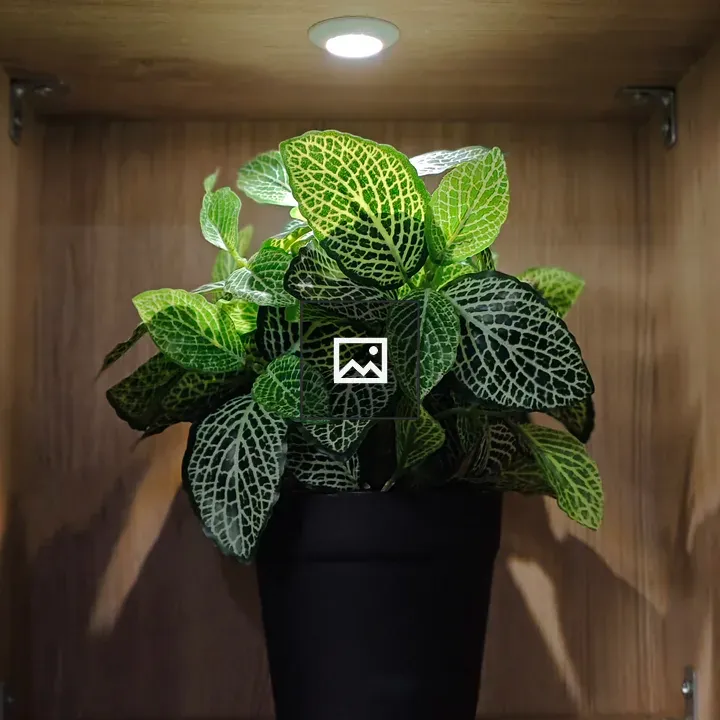 Nerve plant in pot