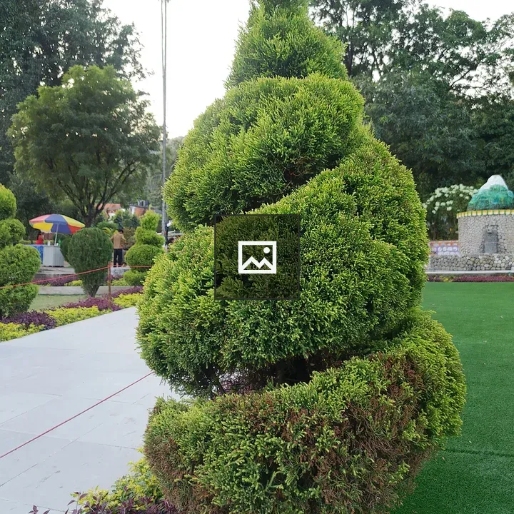 Spiral topiary shrub in garden