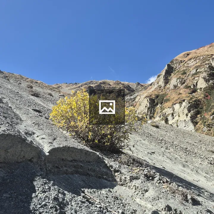 Rocky hillside with yellow-leaved bush