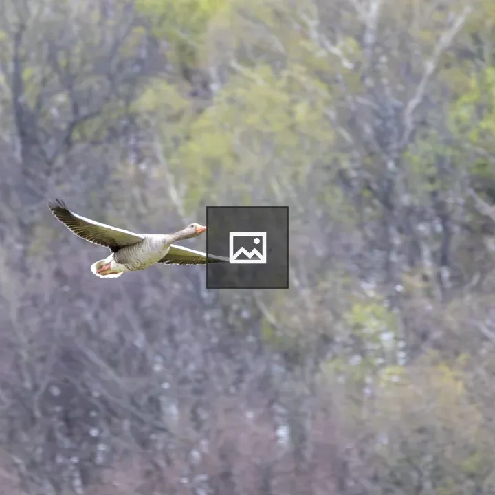 Greylag goose in flight