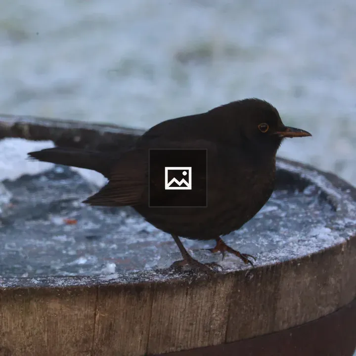 Female Blackbird on Barrel Edge