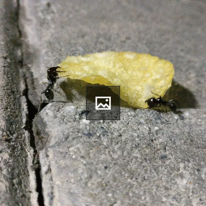 Ants Carrying a Chip Or Crisp