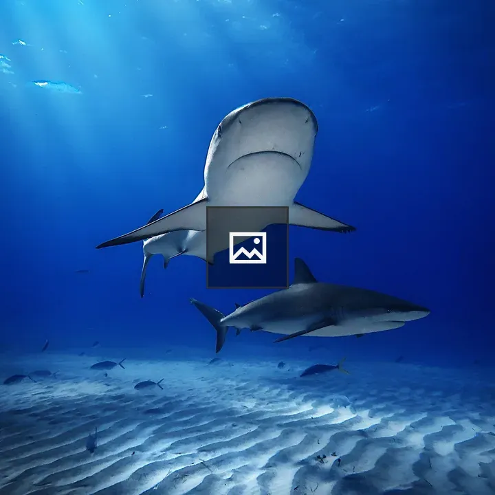 Caribbean reef sharks underwater