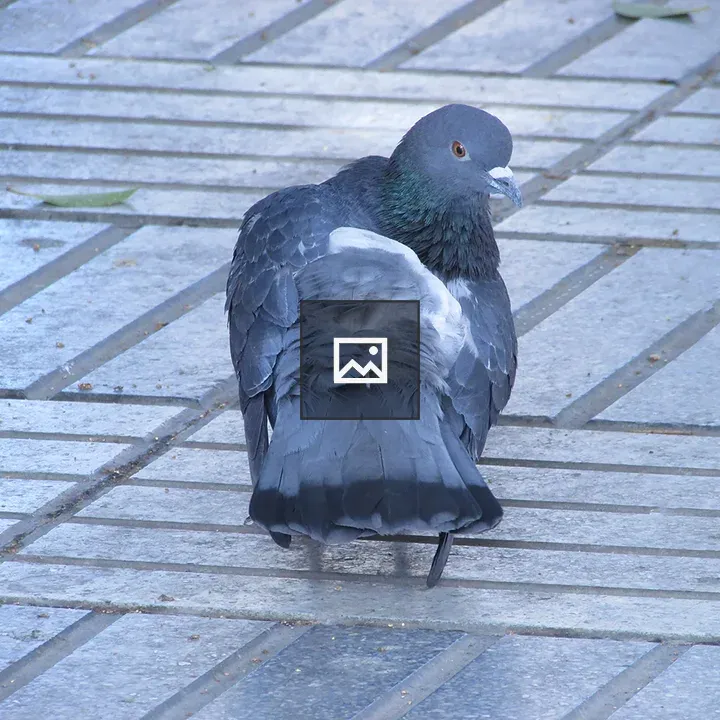 Pigeon on tiled surface