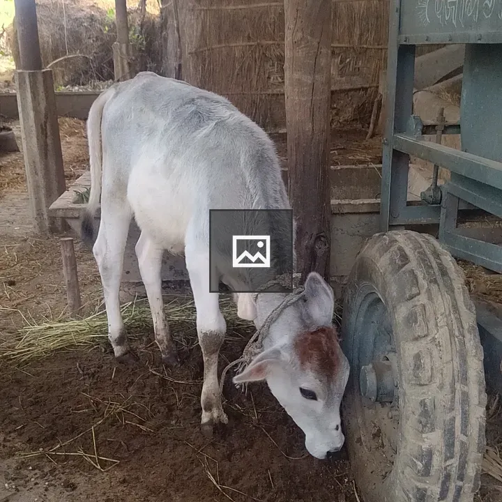 Calf with Rope Near Cart Wheel