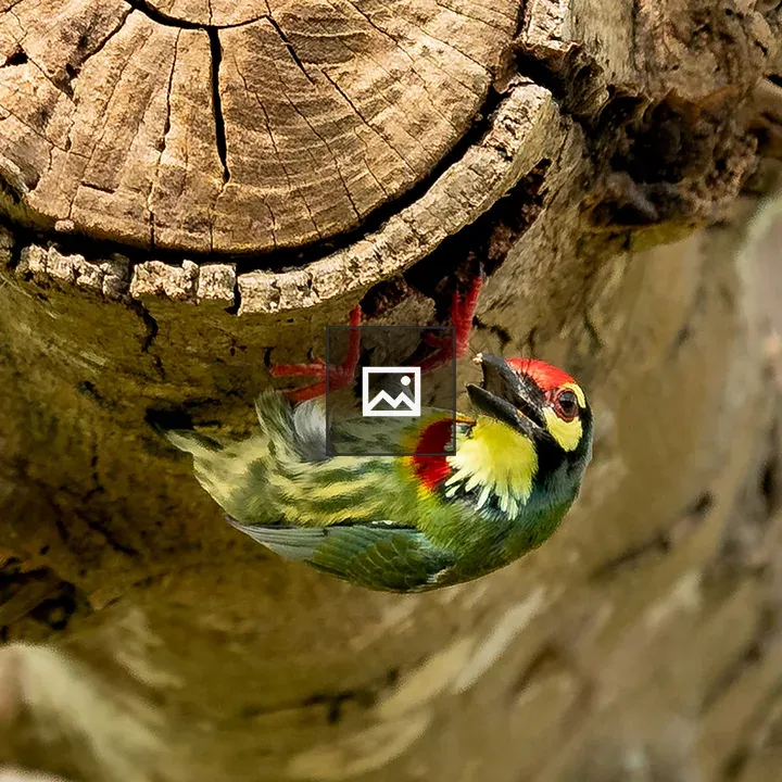 Coppersmith Barbet in Thailand