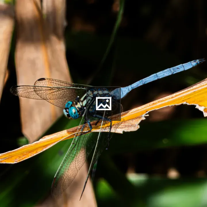 African dragonfly on dry branch