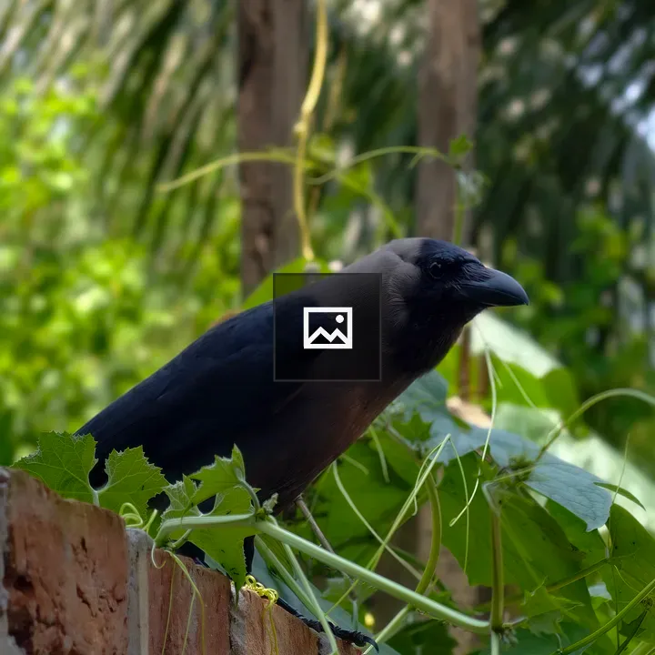 Crow on Brick Wall