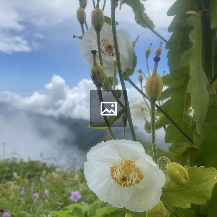 White Himalayan Poppies Close-Up