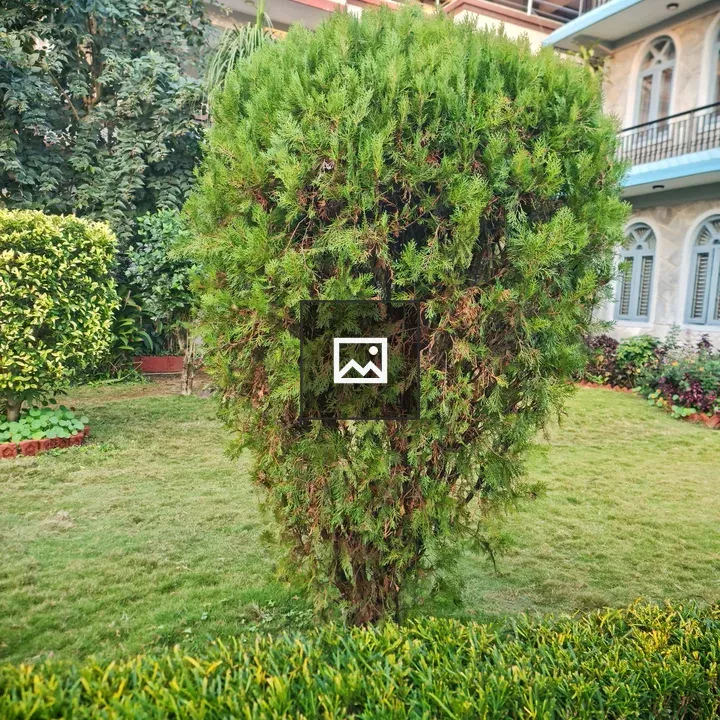 Gorgeous foliage in garden